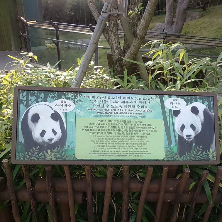 pandaeverland